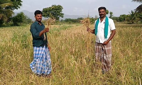 பஞ்சப்பள்ளி அருகேகாட்டுப்பன்றிகளால் நெற்பயிர்கள் சேதம்இழப்பீடு வழங்க விவசாயிகள் கோரிக்கை