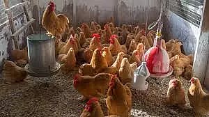 நாட்டுக்கோழி விலை குறைந்தது