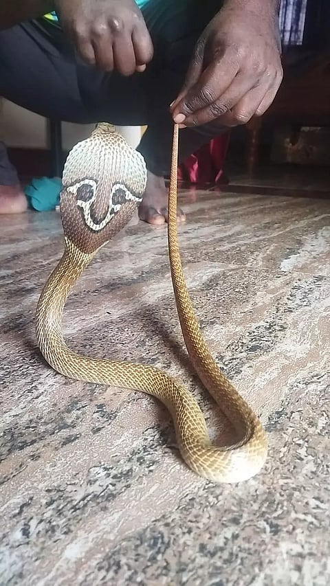 உத்தமபாளையம் அருகேமூதாட்டி வீட்டுக்குள் புகுந்த நாகபாம்பு