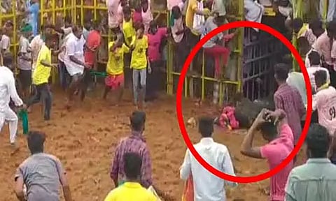 வடசேரிப்பட்டி ஜல்லிக்கட்டு போட்டியில் முன்னாள் அமைச்சர் விஜயபாஸ்கரின் காளை மயங்கி விழுந்தது