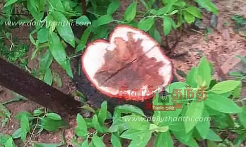 சந்தன மரம் வெட்டி கடத்தல்