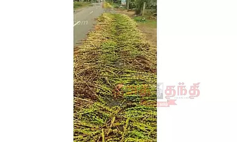 எள், நிலக்கடலைகளை அறுவடை செய்ய முடியாமல் விவசாயிகள் வேதனை
