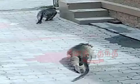 குடியிருப்பு பகுதியில் குரங்குகள் தொல்லை