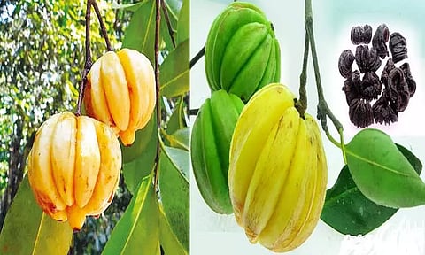 கொடம்புளி பயிரிட்டால் வருமானம் ஈட்டலாம்