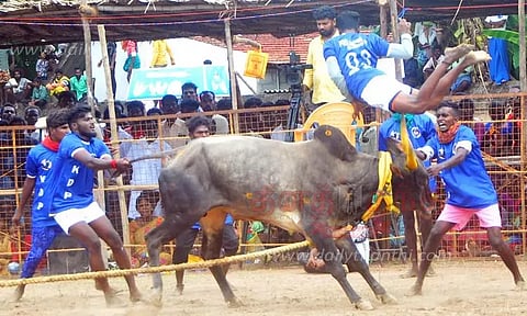 வடமாடு மஞ்சுவிரட்டு