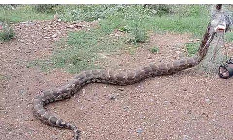 ஏரியில் மீனுக்கு வீசிய வலையில் சிக்கிய மலைப்பாம்பு