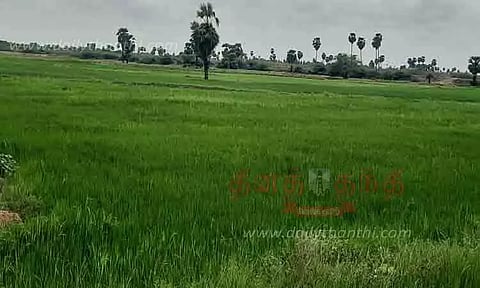 கோடைமழையை பயன்படுத்தி 2-ம் போக விவசாய பணி தீவிரம்