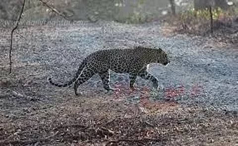 சிறுத்தைப்புலி நடமாட்டம் எதிரொலியால் ஒலிபெருக்கி, தண்டோரா மூலம் கிராம மக்களுக்கு போலீசார் எச்சரிக்கை