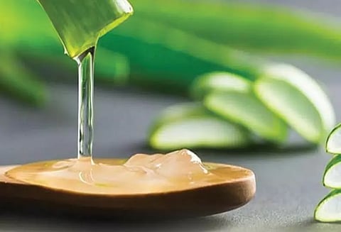 கற்றாழை ஜெல் தயாரிப்பு