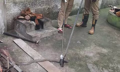 வலையில் சிக்கிய பாம்பு பிடிபட்டது