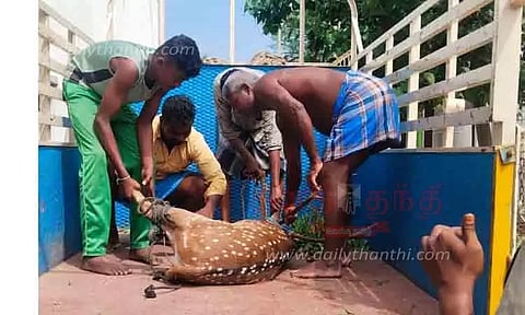 மேலூர் அருகே ஊருக்குள் புகுந்த புள்ளி மான் மீட்பு