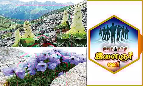 இமயமலையில் தளிர்க்கும் செடிகள்