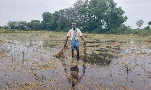 அறுவடைக்கு தயாராக இருந்த 600 ஏக்கர் நெற்பயிர்கள் சேதம்
