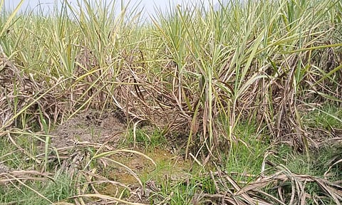 கரும்பு பயிர்களை நாசம் செய்யும் காட்டு பன்றிகள்