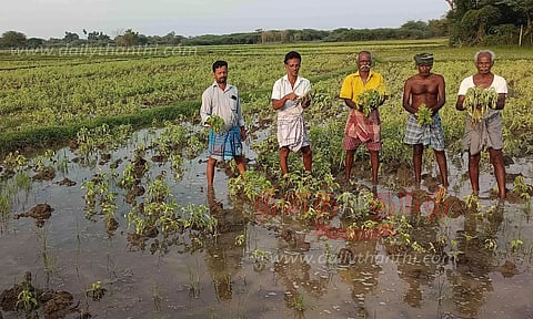பல லட்சம் ரூபாய் மதிப்பிலான எள், முந்திரி பயிர்கள் நாசம்