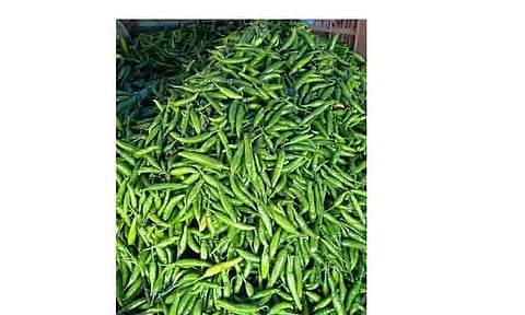 பச்சை மிளகாய் கிலோ ரூ.10-க்கு கொள்முதல்; விவசாயிகள் கவலை