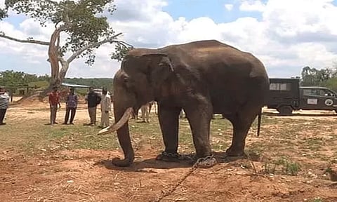 மைசூரு தசரா விழாவில் தங்க அம்பாரியை சுமந்த 'பலராமா' யானை உயிரிழப்பு: அரசு மரியாதையுடன் உடல் அடக்கம்