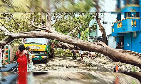 திரு.வி.க.நகரில் மரம் சாய்ந்ததால் மினிலோடு வேன் சேதம்