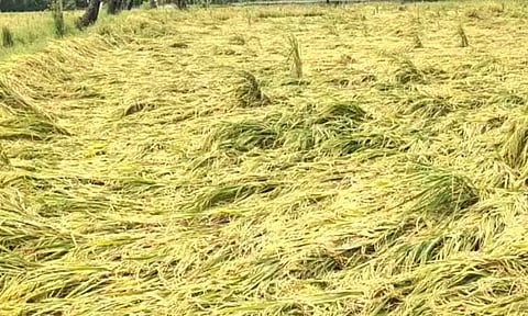 திருத்தணி சுற்றுவட்டார பகுதிகளில் கனமழை... நெற்பயிர்கள் சேதமானதால் விவசாயிகள் கவலை