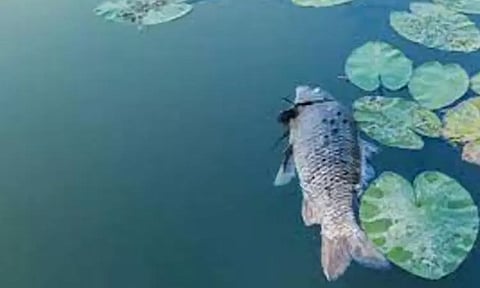 கும்மிடிப்பூண்டி தாமரை ஏரியில் செத்து மிதக்கும் மீன்கள் - ராசாயனத்துடன் கூடிய கழிவு நீர் கலந்ததால் அபாயம்