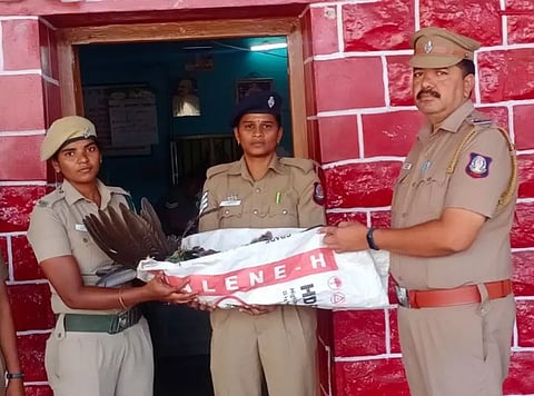 ரெயிலில் அடிபட்டு மயில் சாவு