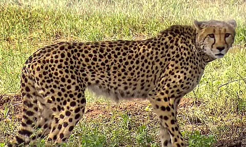 ம.பி: குனோ தேசியப் பூங்காவிற்கு கொண்டு வரப்பட்ட சிவிங்கிப்புலிகளில் மேலும் ஒன்று உயிரிழப்பு!