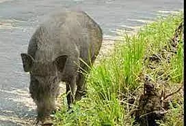 பன்றிகளை வளர்க்க அனுமதி பெற வேண்டும்