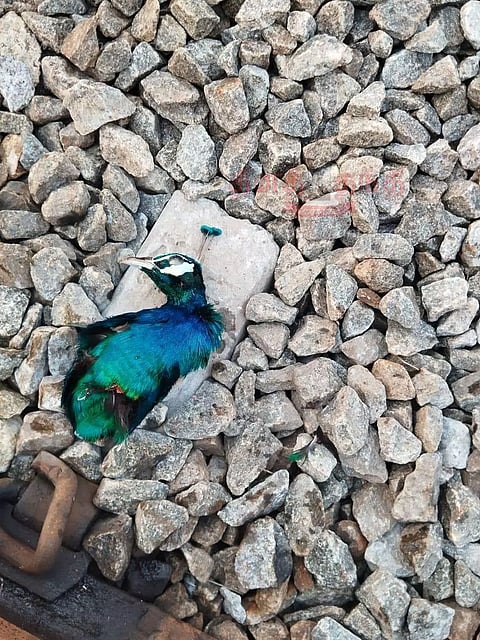 இரணியல் அருகே ரயில் மோதி 2 மயில்கள் சாவு