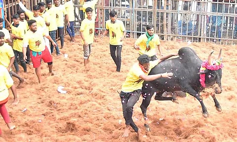 ஜல்லிக்கட்டில் சீறிப்பாய்ந்த காளைகள் முட்டி 35 பேர் காயம்