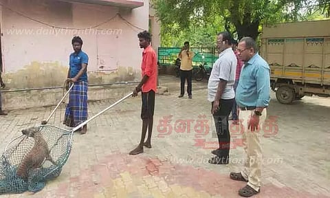சாலையில் சுற்றித்திரிந்த தெரு நாய்கள் பிடிக்கப்பட்டது