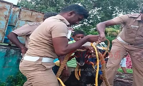 கிணற்றில் விழுந்த ஆட்டுக்குட்டி மீட்பு