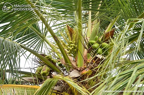 தென்னையில் கூடுதல் மகசூல் பெற நுண்ணூட்ட கலவை உரம் இடவேண்டும்
