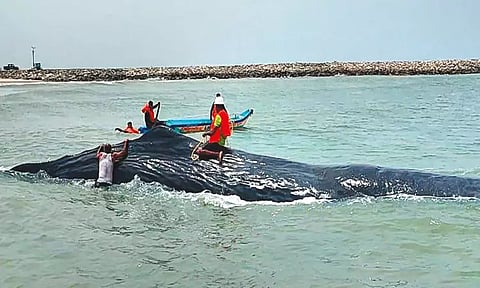 காரைக்கால் துறைமுகத்தில் கரை ஒதுங்கிய 100 அடி நீள ராட்சத திமிங்கலம்