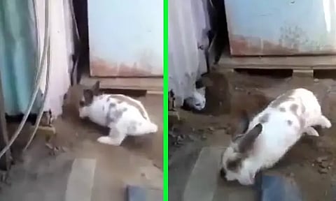 அன்பிற்கு முண்டோ அடைக்குந்தாழ்... குழி பறித்து பூனையை காப்பாற்றிய முயல்; வைரலான வீடியோ