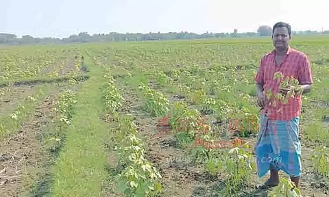 தொடர் மழையால் எள், பருத்தி பயிர்கள் நாசம்