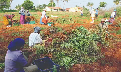 நிலக்கடலை அறுவடை பணி தீவிரம்