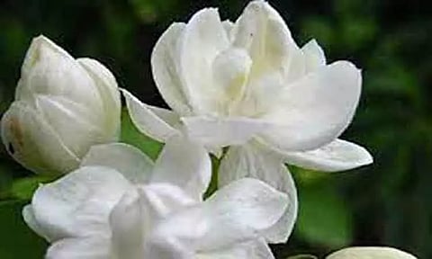 சத்தியமங்கலம் மார்க்கெட்டில் மல்லிகைப்பூ கிலோ ரூ.490-க்கு ஏலம்