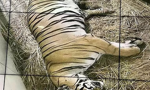 18 ஆண்டுகளுக்குப் பிறகு டெல்லி உயிரியல் பூங்காவில் புலிக்குட்டிகள் பிறந்தன..!