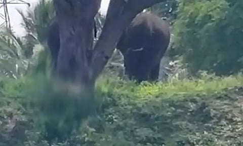 திருப்பத்தூருக்குள் நுழைந்த 2 யானைகளை வனப்பகுதிக்குள் துரத்தும் பணி 3-வது நாளாக தீவிரம்..!