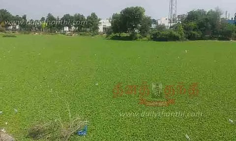 கண்மாயை ஆக்கிரமித்த ஆகாயத்தாமரை