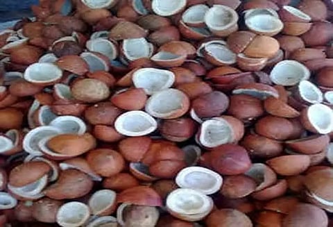 ஆனைமலையில் கொப்பரை தேங்காய் ஏலம்