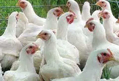 திருவாரூரில், கோழிக்கறி விலை கிடுகிடு உயர்வு