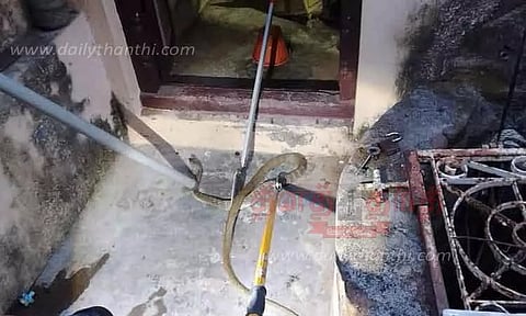 6 அடி நீள சாரை பாம்பு பிடிபட்டது