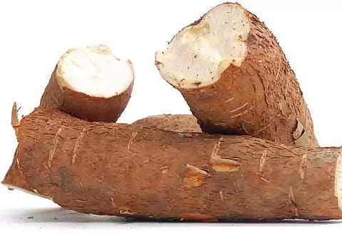 வரத்து அதிகரிப்பால் மரவள்ளி கிழங்கு விலை வீழ்ச்சி