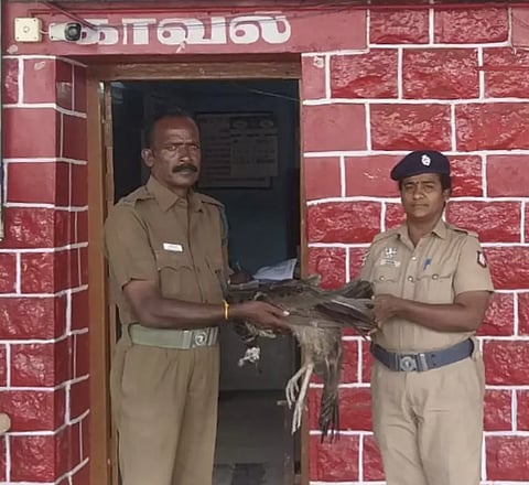 ரெயிலில் அடிபட்டு மயில் பலி