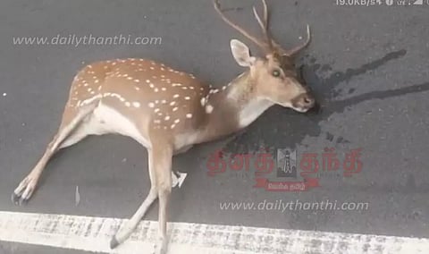 ஓசூர் அருகே கார் மோதி புள்ளிமான் செத்தது