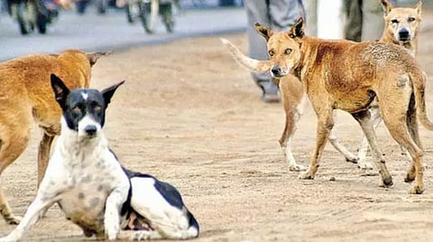 தெருநாய்கள் தொல்லை