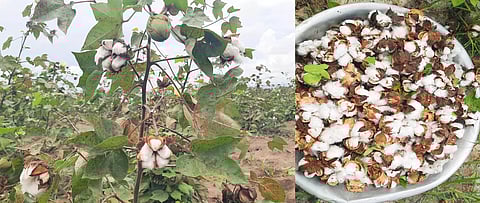 பருத்தி விளைந்தும் விலை கிடைக்காததால் விவசாயிகள் கவலை