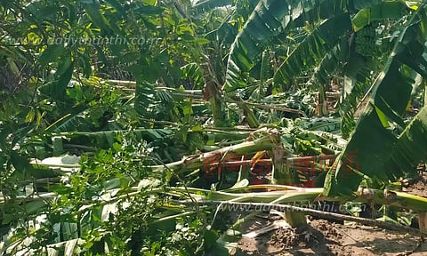 காற்றுடன் பலத்த மழை; வாழைகள் சாய்ந்தன