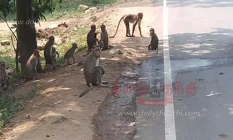 பர்கூர் ரோடு வழியாக செல்லும் வாகன ஓட்டிகள்குரங்குகளுக்கு உணவுப்பொருட்களை கொடுக்க வேண்டாம்;வனத்துறையினர் வேண்டுகோள்